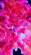 La vie en rose 01