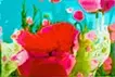 Melting Petals 05