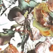 Plum Blossoms(2024)