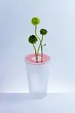 bloom