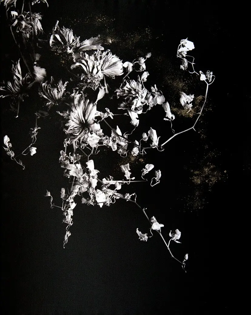 Condolence/Delphinium by Kurimune Misato