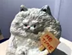 足を抱える猫