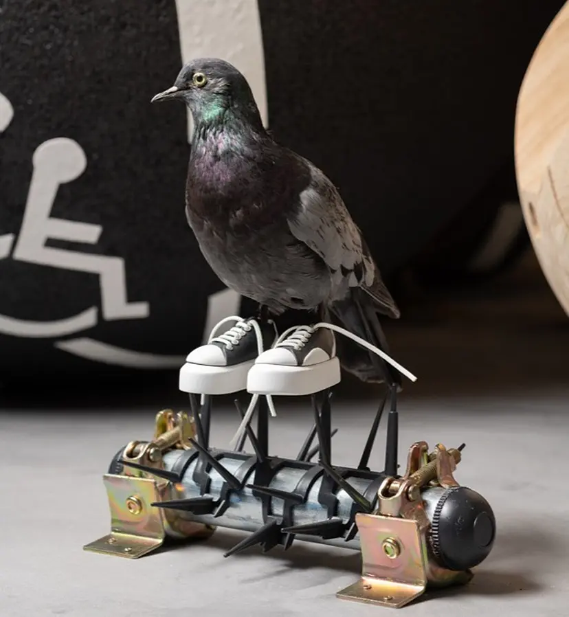 Pigeon on the deterrent spikes by 田村 琢郎