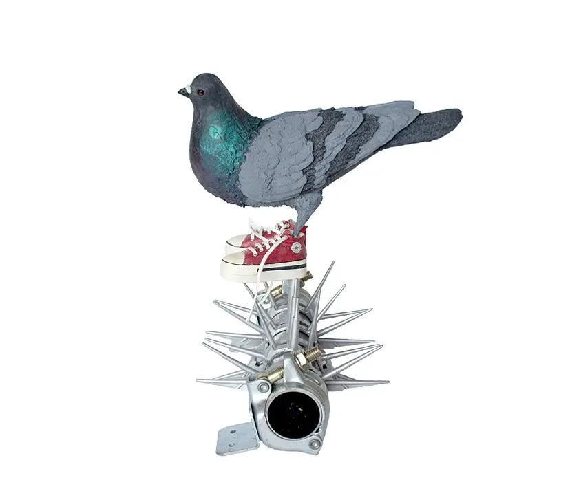 Pigeon on the deterrent spike by 田村 琢郎