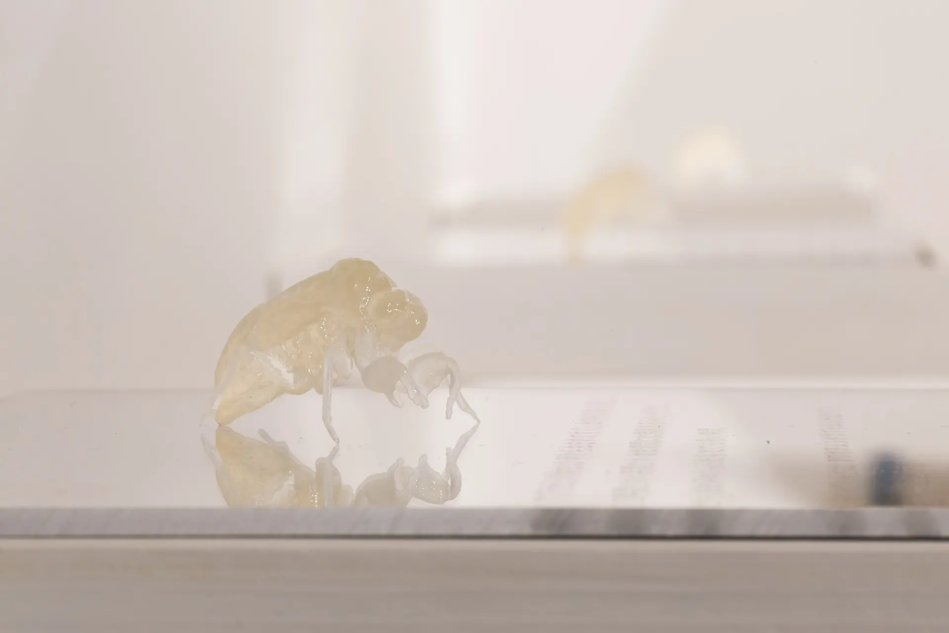 セミの抜け殻の抜け殻 by 岩崎 広大 | 現代アートの販売・通販