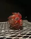 果実"Dark Red"