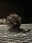 果実"BLACK"