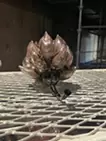 果実"BLACK"