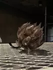 果実"BLACK"