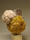 花咲けるエゾリス