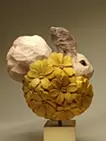 花咲けるエゾリス