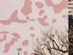 TOKYO NUDE-BOUNDARY