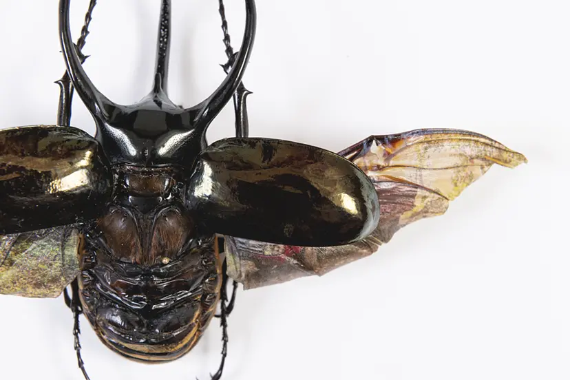 かつて風景の一部だったものに、風景をプリントする。-Chalcosoma atlas (1°20'05.8"N 124°51'55.3"E)WGS84- by 岩崎 広大