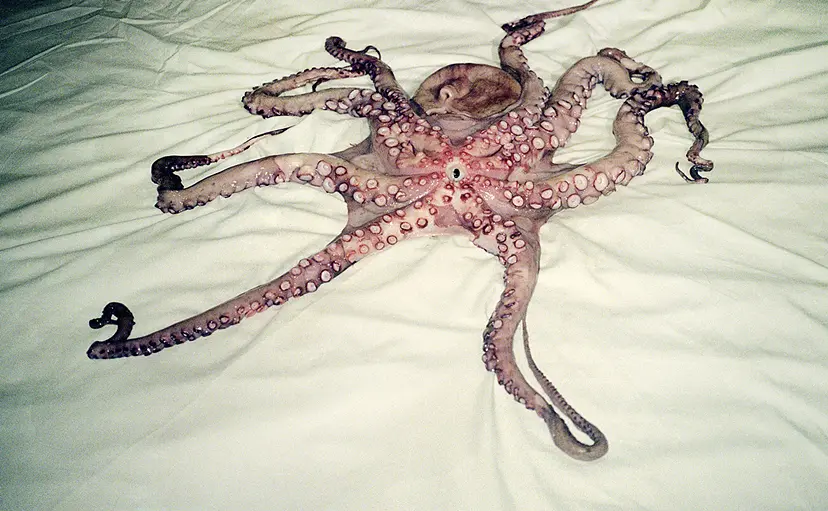 Tako Otoko by SARAI MARI