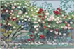 blooming roses