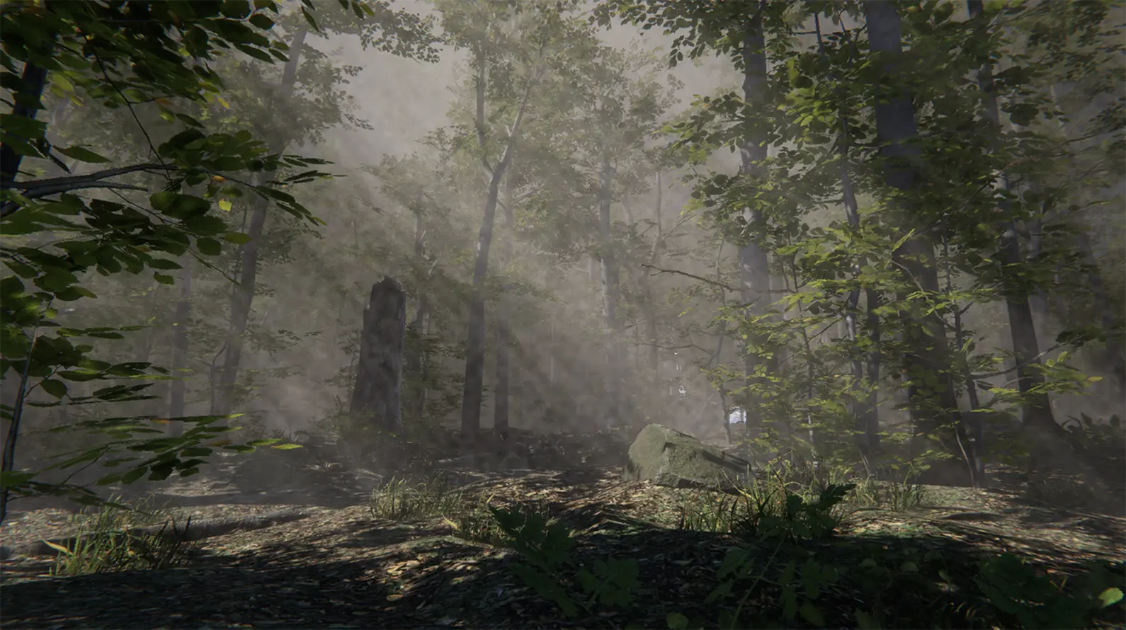 Forest