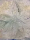 星の花