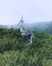 jyumoku_1