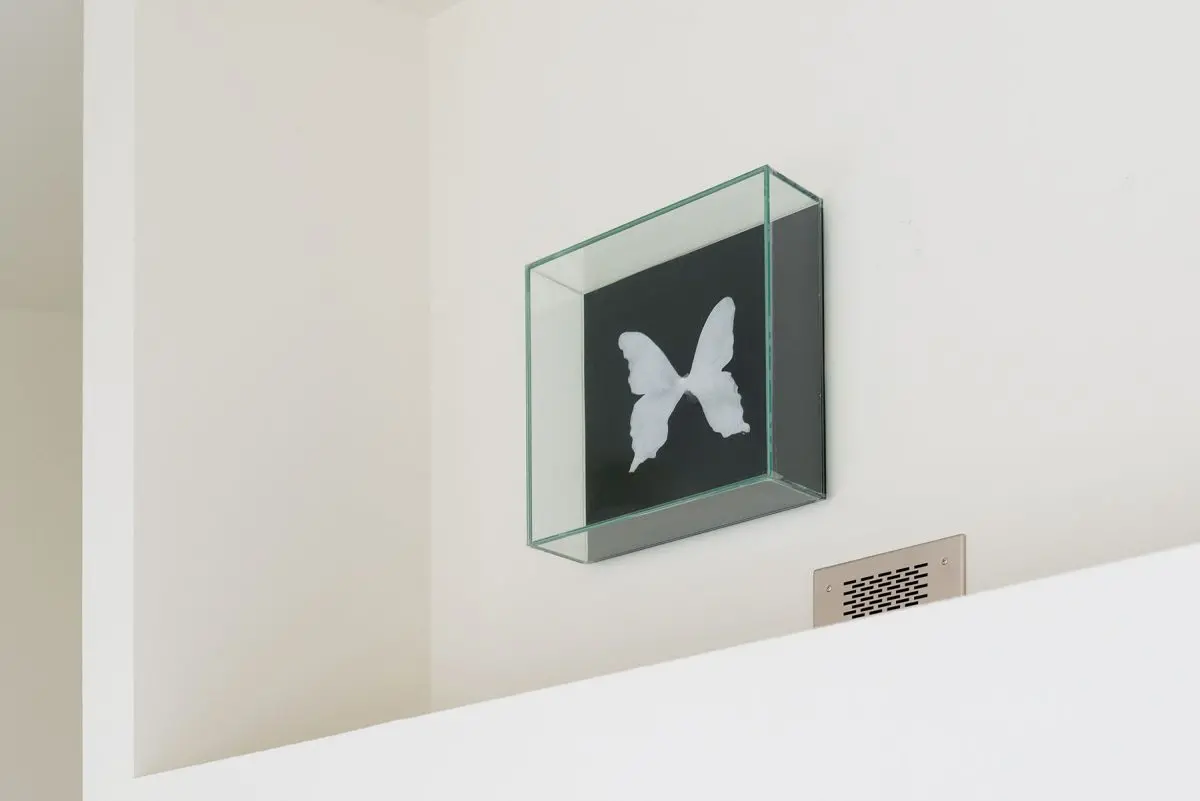 house -butterfly-