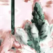 Snapdragon flower(2024)