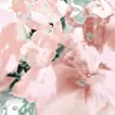 Snapdragon flower(2024)
