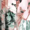 Snapdragon flower(2024)