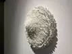 Halo