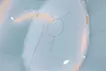 アンドロギュノス伝・始