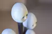 「卵の木」