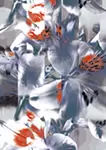 Peruvian Lily(2024)