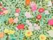 Portulaca