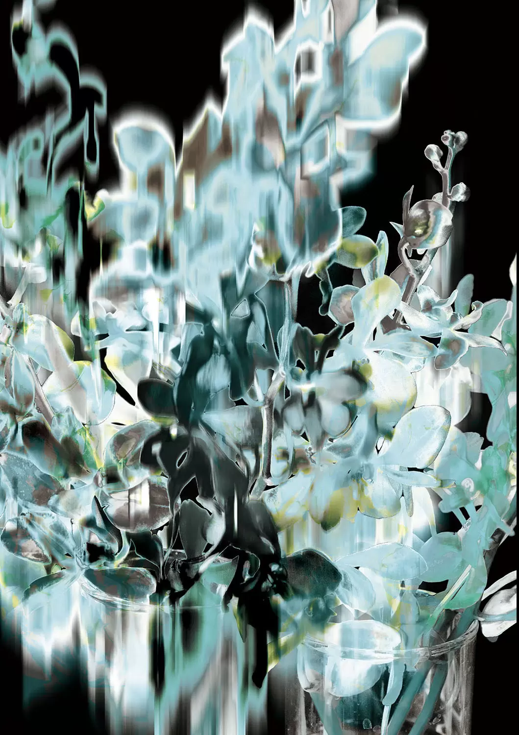 Mokara Orchids(2024)