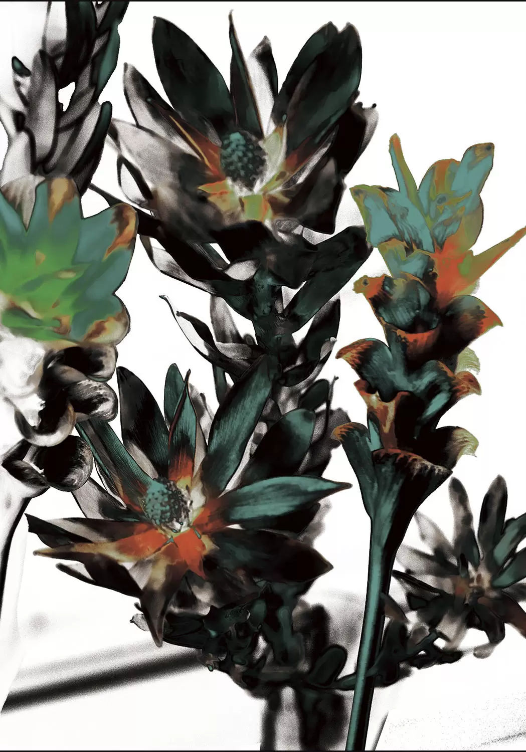 Curcuma and Leucadendron flowers(2024)