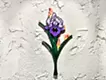 Iris in the Story