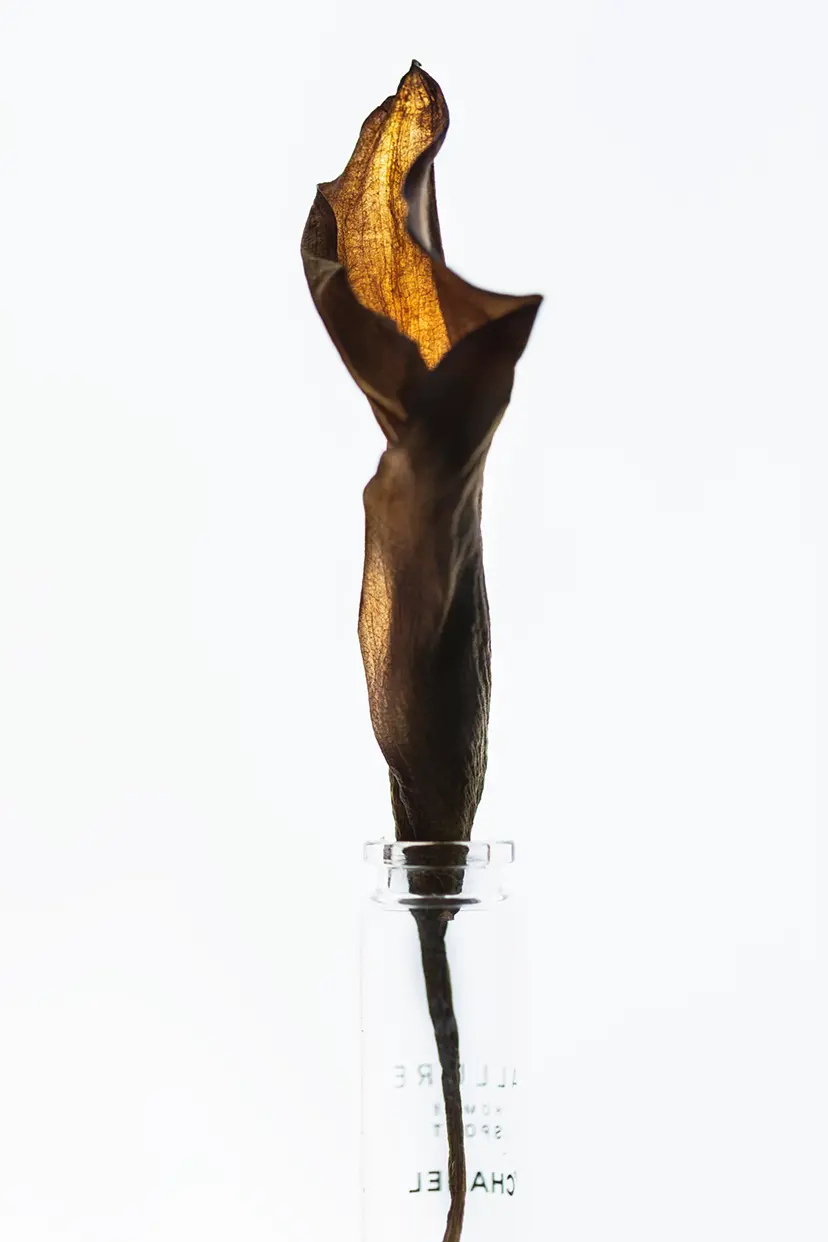 藤田 一咲 のアート作品 | 現代アートの販売・通販 | ArtSticker