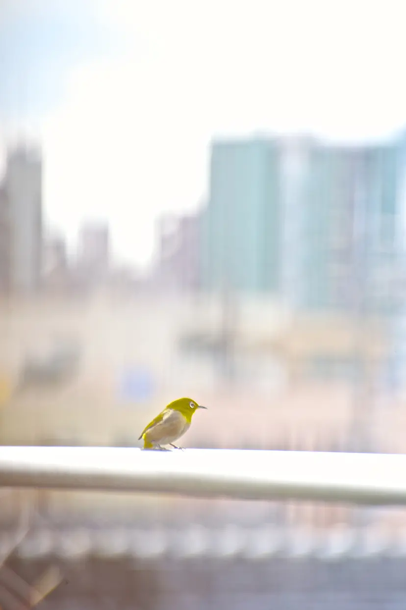 ひとり/ White-eye by Sarah Fujiwara 藤原更