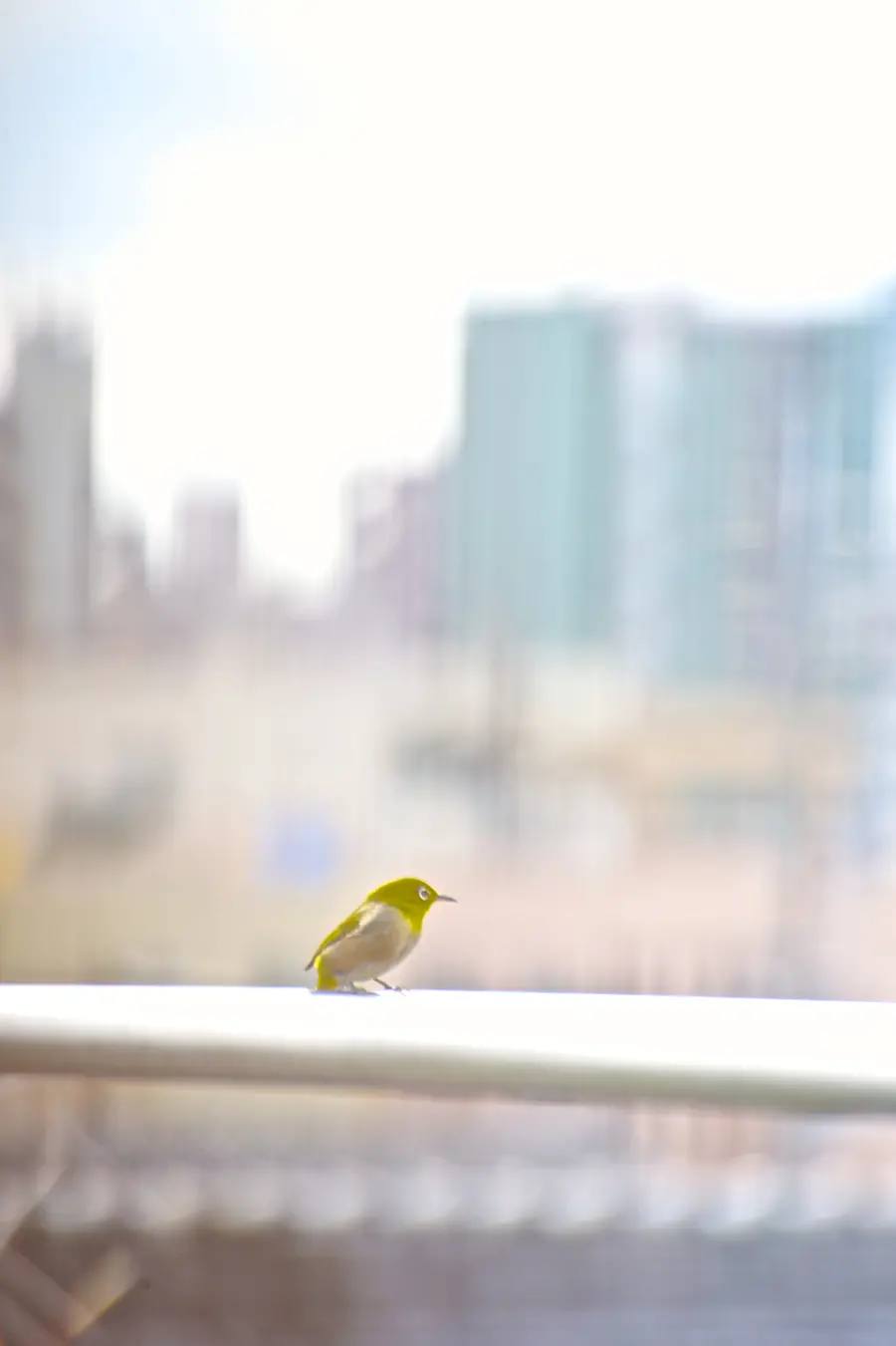 ひとり/ White-eye