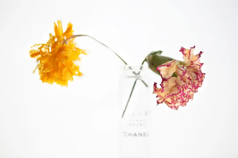 藤田 一咲 のアート作品 | 現代アートの販売・通販 | ArtSticker