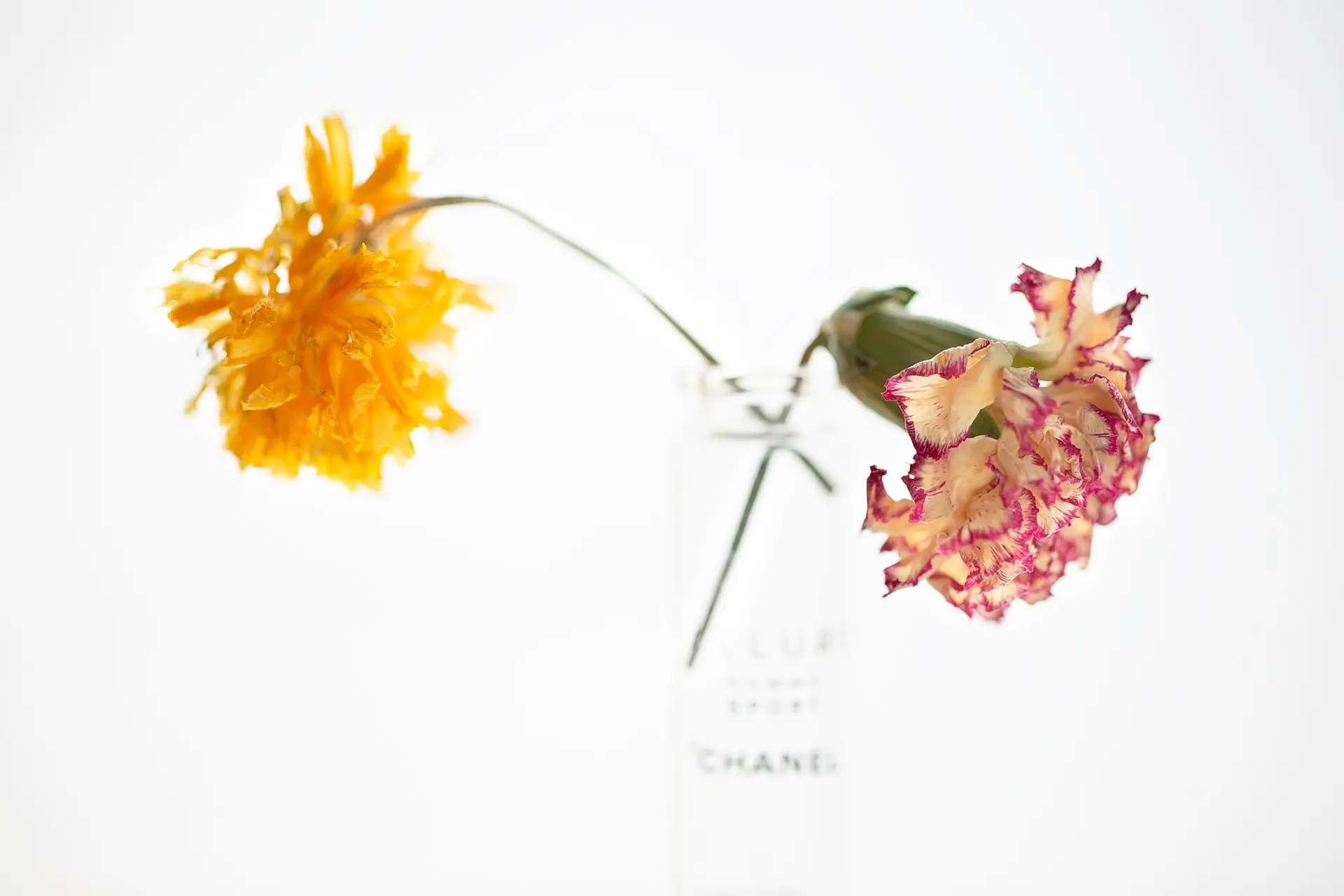 FLOWERTIME #003