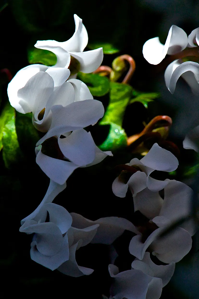 はじめての花 /  White Cyclamen by Sarah Fujiwara 藤原更