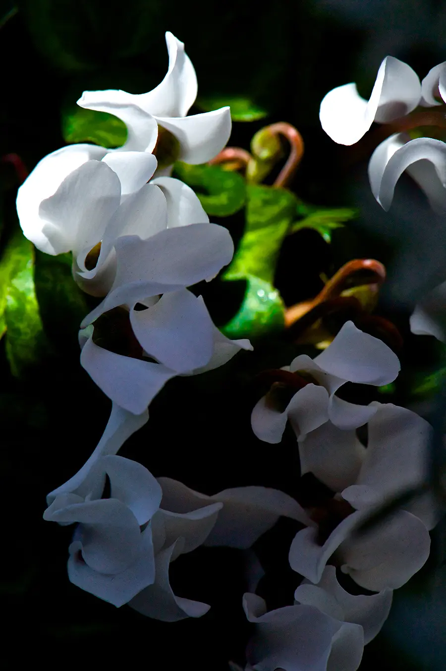 はじめての花 /  White Cyclamen