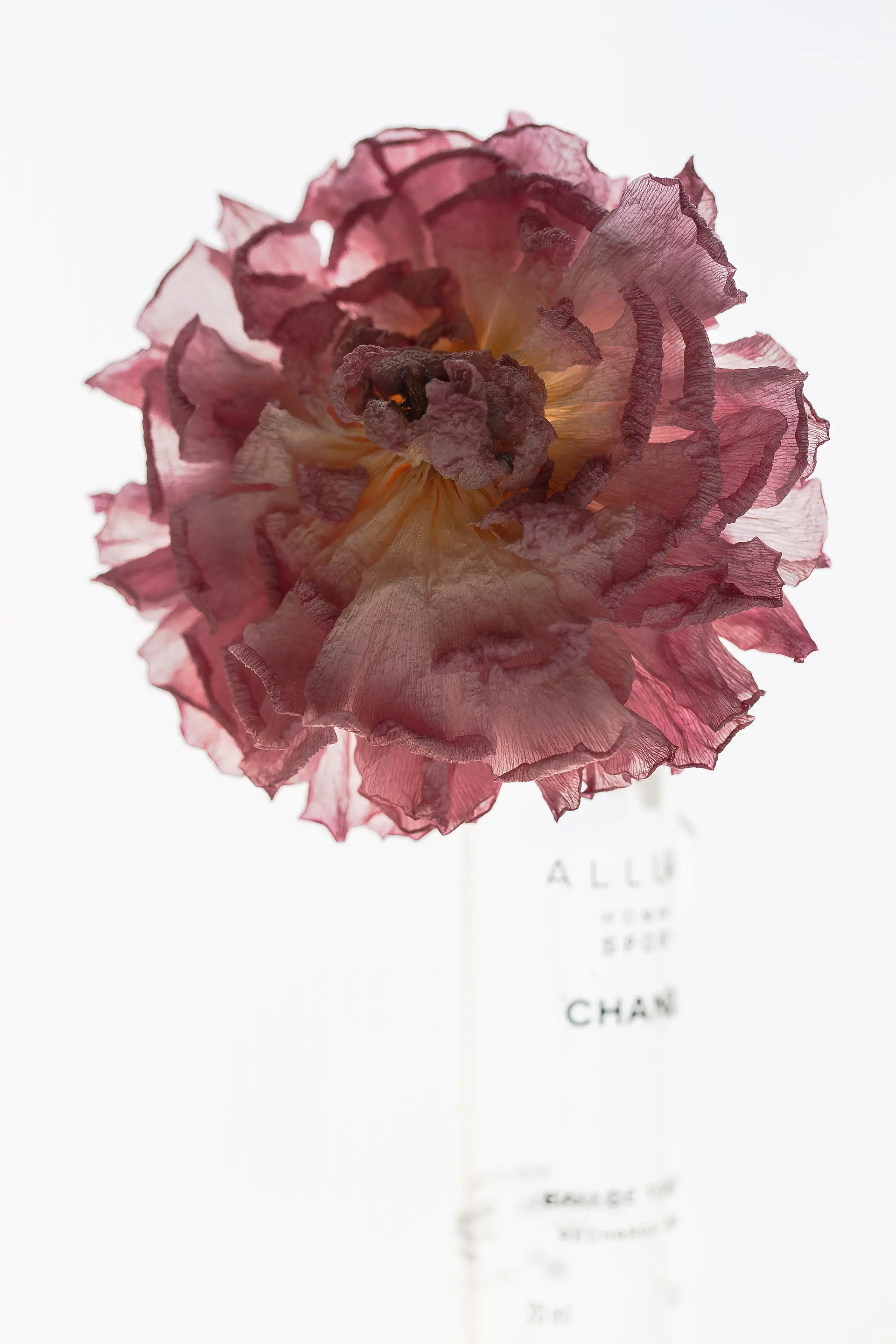 FLOWERTIME #005