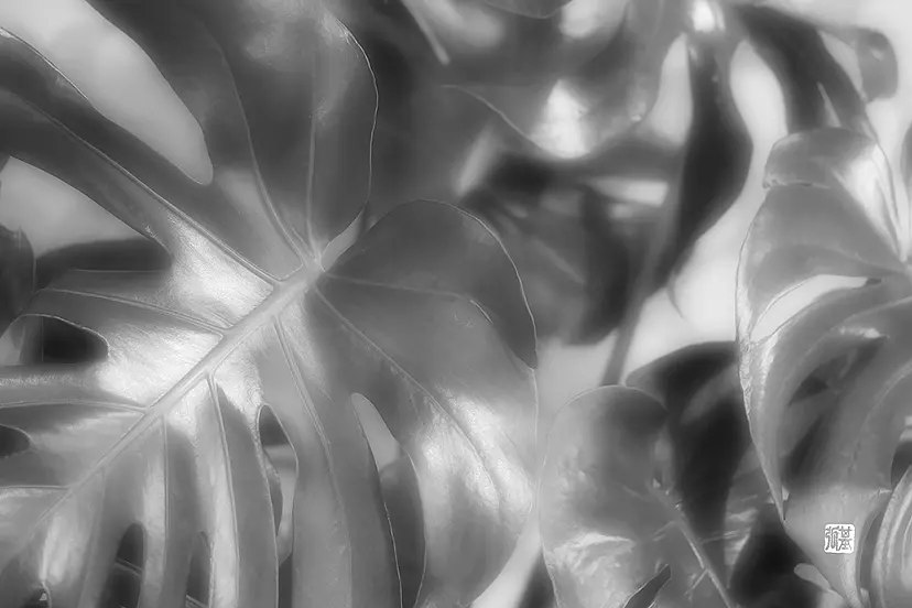 "Monstera" by 勝山 基弘