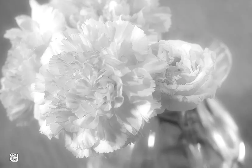 ”Carnation” by 勝山 基弘