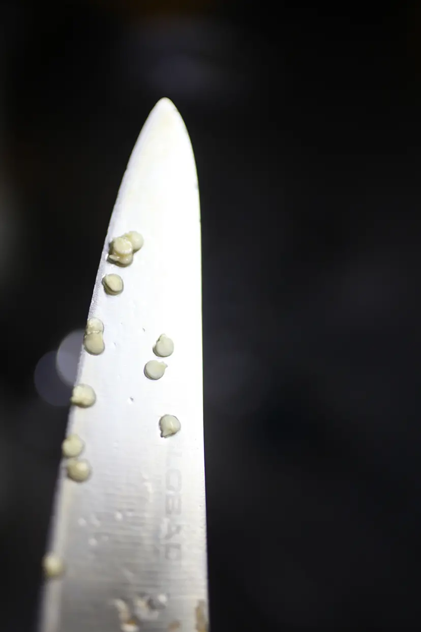 knife and seed - 台所で起きる２、３のこと by 三井 彩紗 Ayasa Mitsui