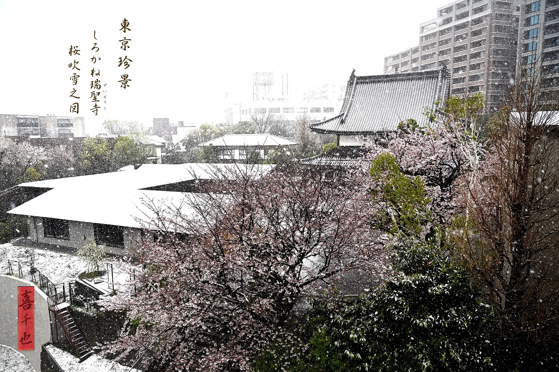 立体長屋の縁側より- 1　東京珍景　しろかね瑞聖寺　桜吹雪之図