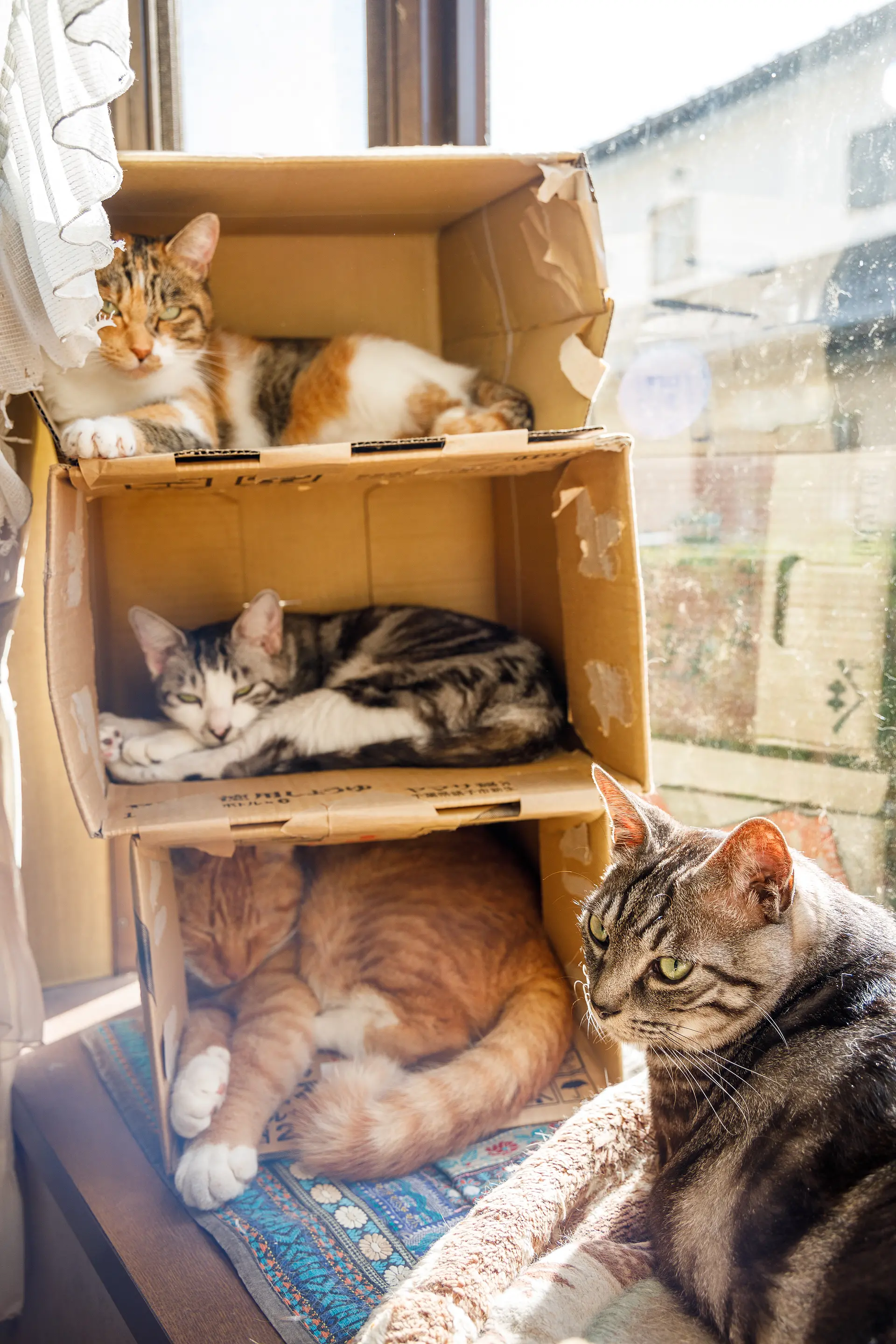 我が家の猫達 残念 そこは満室です By 菅野 寛人 現代アートの販売 通販 Artsticker