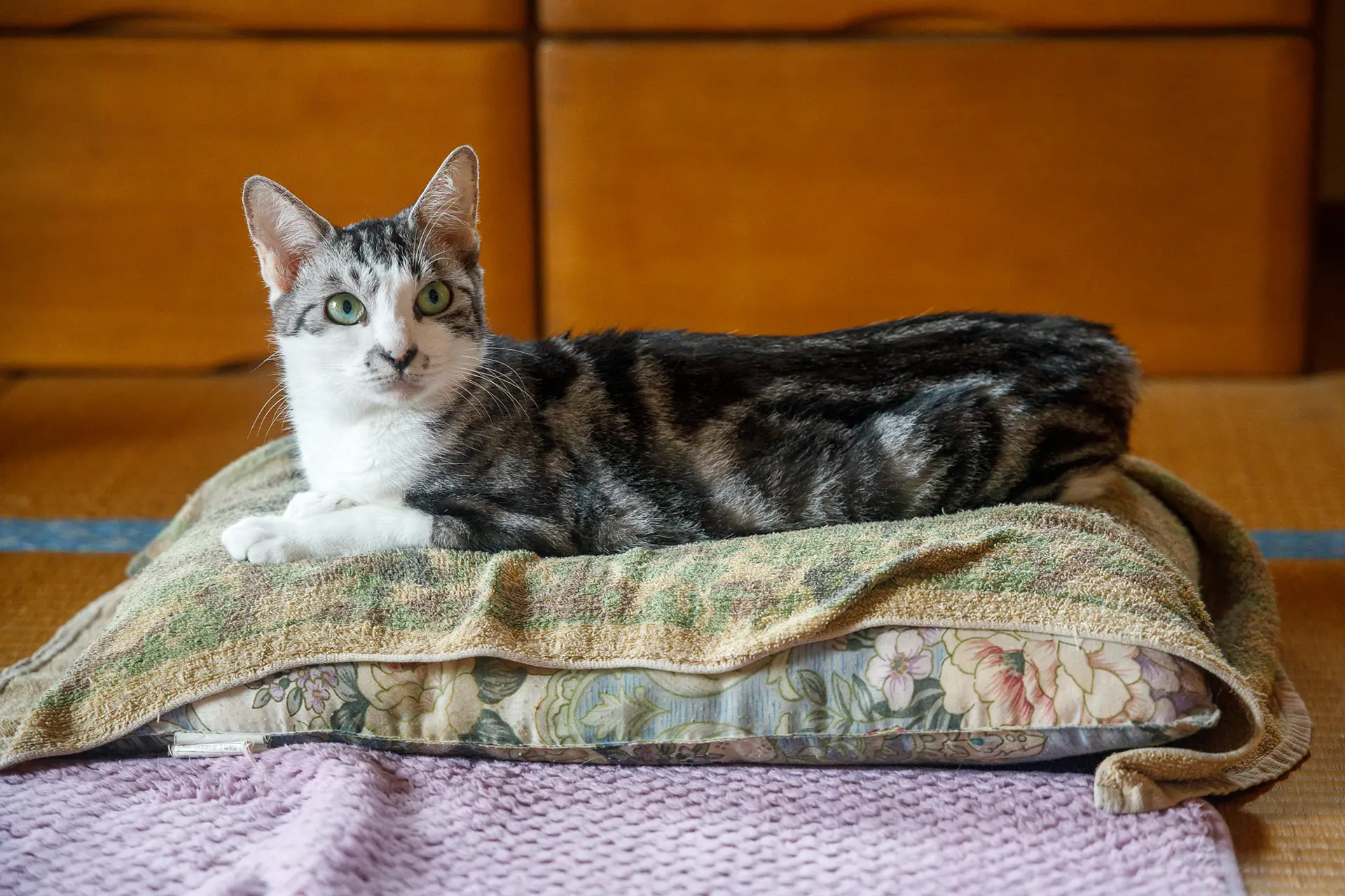 猫 セール 枕に寝るもの