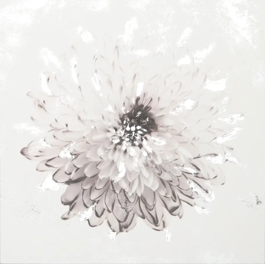 Flash/Chrysanthemum(front) WH
