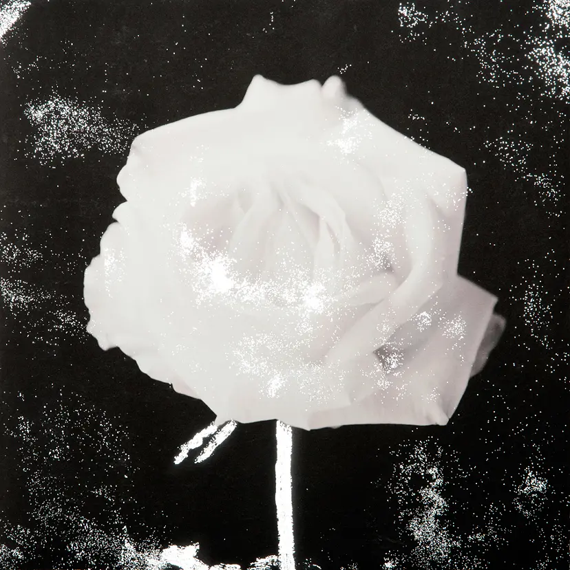 Flash/Rose(front) BK by 栗棟 美里